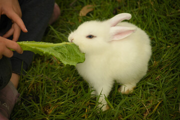 A furry rabbit with pink ears feeding on a lettuce leaf © Garrett