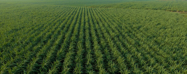 Sugar Cane farm. Sugar cane fields view from the sky. Drone photo of cane sugar. Sugarcane field in...