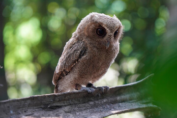 celepuk or Javan Scops Owl (Otus angelinae) during the day perched on a plie of dry wood