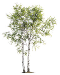 PNG Birch trees with green leaves