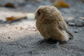 celepuk or Javan Scops Owl (Otus angelinae) during the day perched on a plie of dry wood