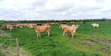 Danish excited milk cattle just arrived at the green grass field in spring after a long winter inside the cow stables