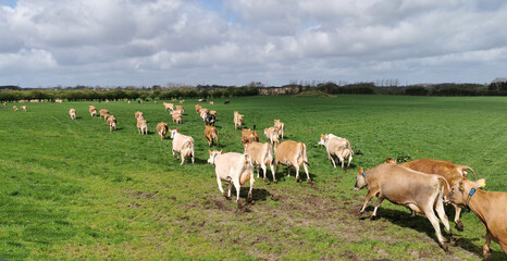 Danish excited milk cattle just arrived at the green grass field in spring after a long winter inside the cow stables