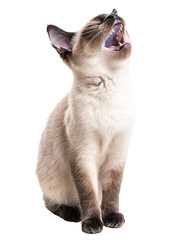 Obraz premium Joyful Balinese Cat Yawning on White Background