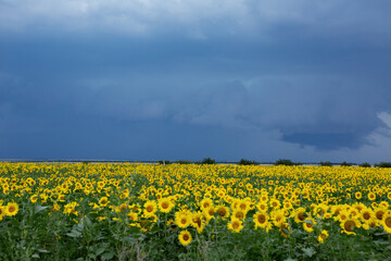 Obraz premium field of sunflowers