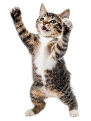 Obraz premium Joyful Manx Cat on Isolated White Background