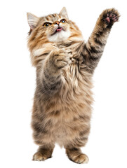 Joyful Persian Cat Standing on Isolated White Background