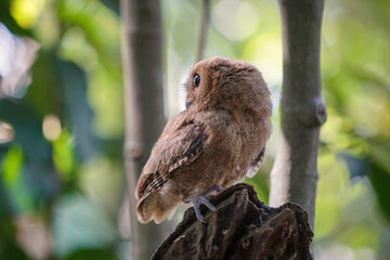 celepuk or Javan Scops Owl (Otus angelinae) during the day perched on the branch in the forest