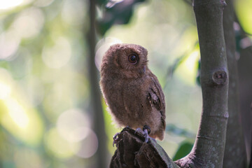 celepuk or Javan Scops Owl (Otus angelinae) during the day perched on the branch in the forest