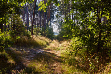 Beautiful summer forest on a sunny day.
