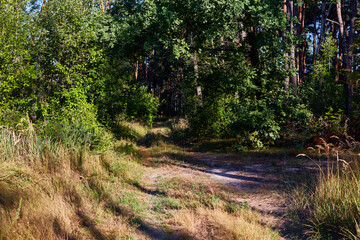 Beautiful summer forest on a sunny day.