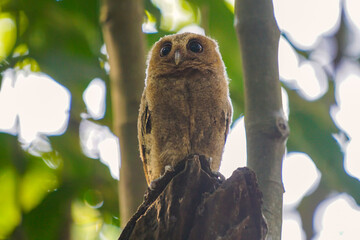 celepuk or Javan Scops Owl (Otus angelinae) during the day perched on the branch in the forest