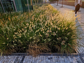the cobblestone promenade is along the buff  bed of ornamental grass flowers waving in the wind...