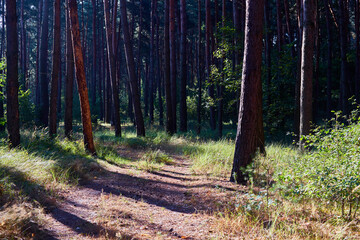 Beautiful summer forest on a sunny day.