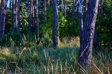 Beautiful summer forest on a sunny day.