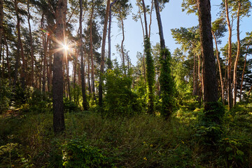 Beautiful summer forest on a sunny day.
