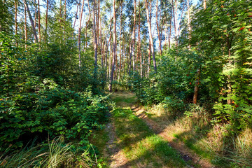 Beautiful summer forest on a sunny day.