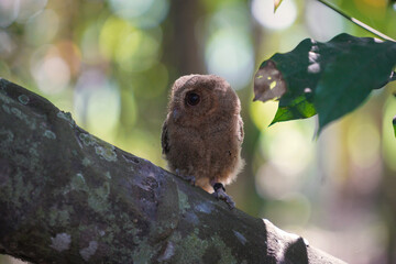 celepuk or Javan Scops Owl (Otus angelinae) during the day perched on the branch in the forest