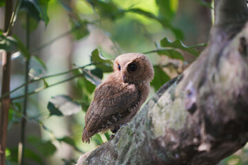 celepuk or Javan Scops Owl (Otus angelinae) during the day perched on the branch in the forest