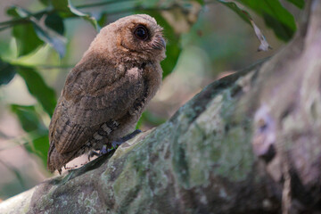 celepuk or Javan Scops Owl (Otus angelinae) during the day perched on the branch in the forest