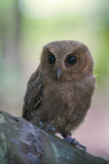 celepuk or Javan Scops Owl (Otus angelinae) during the day perched on the branch in the forest