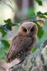 celepuk or Javan Scops Owl (Otus angelinae) during the day perched on the branch in the forest
