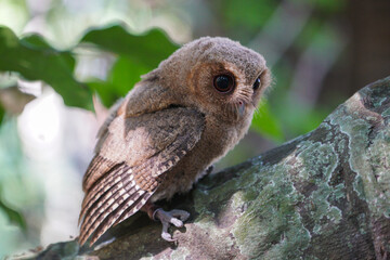celepuk or Javan Scops Owl (Otus angelinae) during the day perched on the branch in the forest