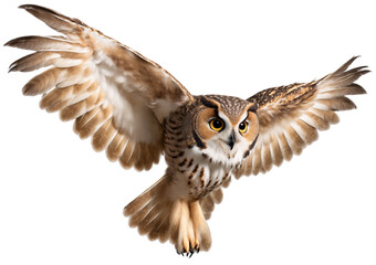 Long eared owl in flight with spread wings   isolated transparent background