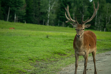 Obraz premium A deer on a dirt road. High quality photo. Canada