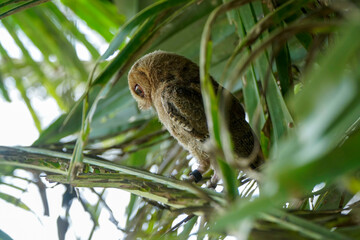 celepuk or Javan Scops Owl (Otus angelinae) during the day perched on the branch in the forest