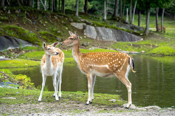 Two deers by a pond in the forest. High quality photo. Parc Omega, Canada