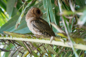 celepuk or Javan Scops Owl (Otus angelinae) during the day perched on the branch in the forest