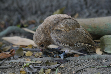 celepuk or Javan Scops Owl (Otus angelinae) eating its prey on the ground