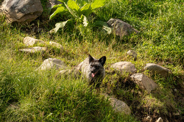 A silver fox in the grass. High quality photo. Canada