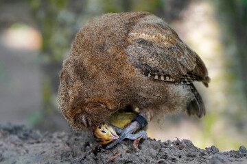 celepuk or Javan Scops Owl (Otus angelinae) eating quail chick in the morning