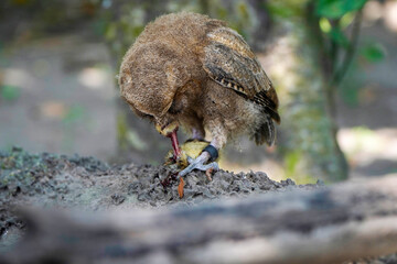 celepuk or Javan Scops Owl (Otus angelinae) eating quail chick in the morning