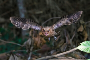 Obraz premium celepuk jawa or javan scops owl (Otus angelineae) flying in nature