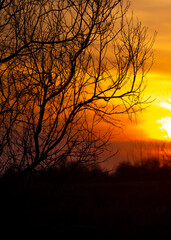 Fototapeta premium Sunset sky, orange and pink sunset tints on clouds, with silhouettes of trees without leaves in autumn. Forest landscape against sky with sunlight in golden hour.