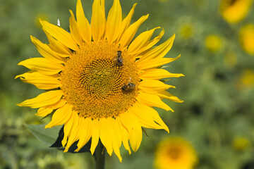słonecznik na którym siedzą pszczoły © Piotr