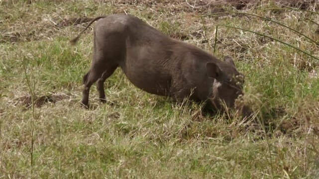 Warthog grazing in the African grasslands.