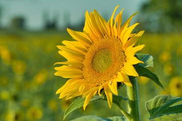  a large sunflower in beautiful light
