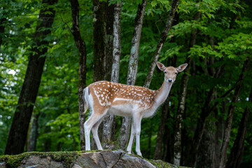 A lonely deer poses on a rock in a dense forest. High quality photo. Parc Omega, Canada
