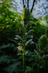 close up of a flower