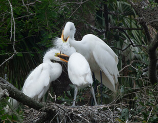 White Heron with chicks