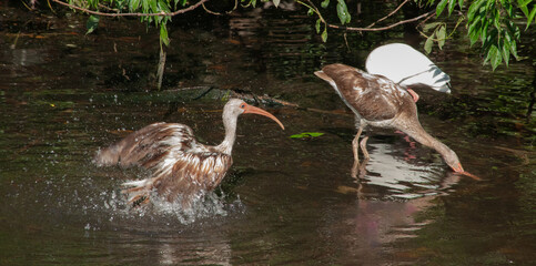 Ibis at the water