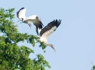Wood Stork in the tree top