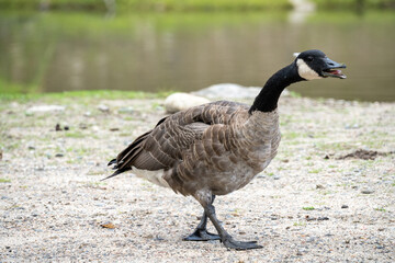 Barnacle walking outdoors, by a lake. High quality photo. Parc Omega, Canada