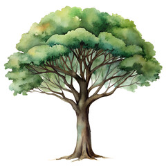 watercolor hand drawn big tree.