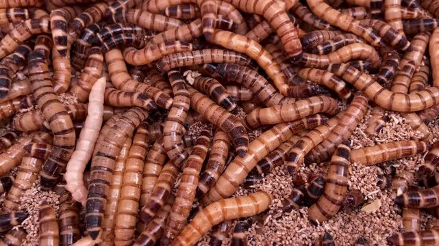 video close-up of many mealworm larvae in sawdust on a farm