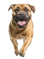 Fototapeta premium Joyful Bullmastiff Dog on Isolated White Background